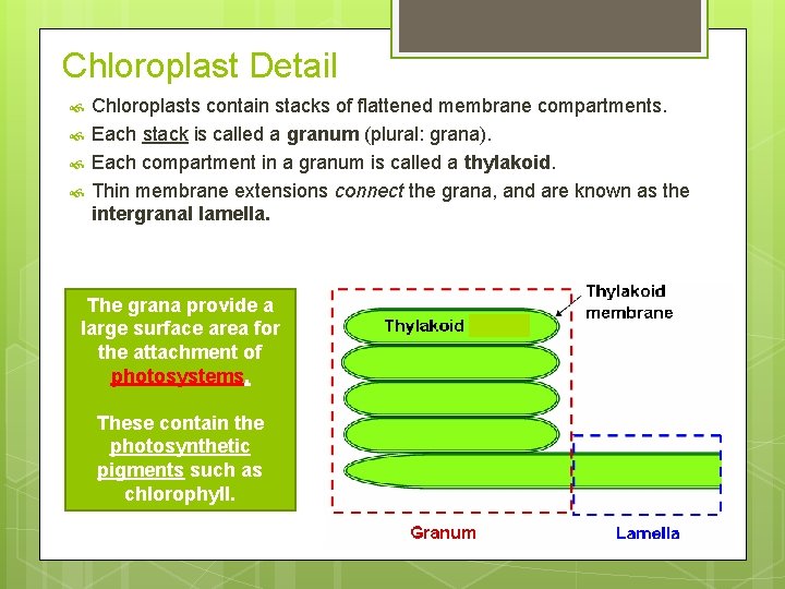 Chloroplast Detail Chloroplasts contain stacks of flattened membrane compartments. Each stack is called a