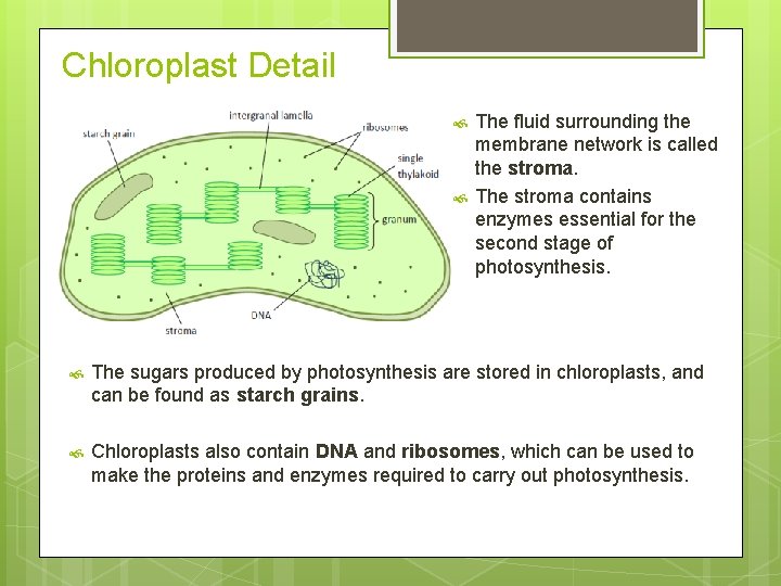 Chloroplast Detail The fluid surrounding the membrane network is called the stroma. The stroma