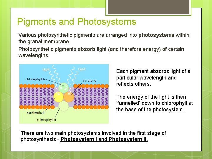 Pigments and Photosystems Various photosynthetic pigments are arranged into photosystems within the granal membrane.