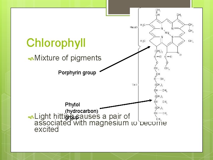 Chlorophyll Mixture of pigments Porphyrin group Light Phytol (hydrocarbon) hitting causes group a pair