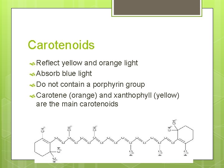 Carotenoids Reflect yellow and orange light Absorb blue light Do not contain a porphyrin