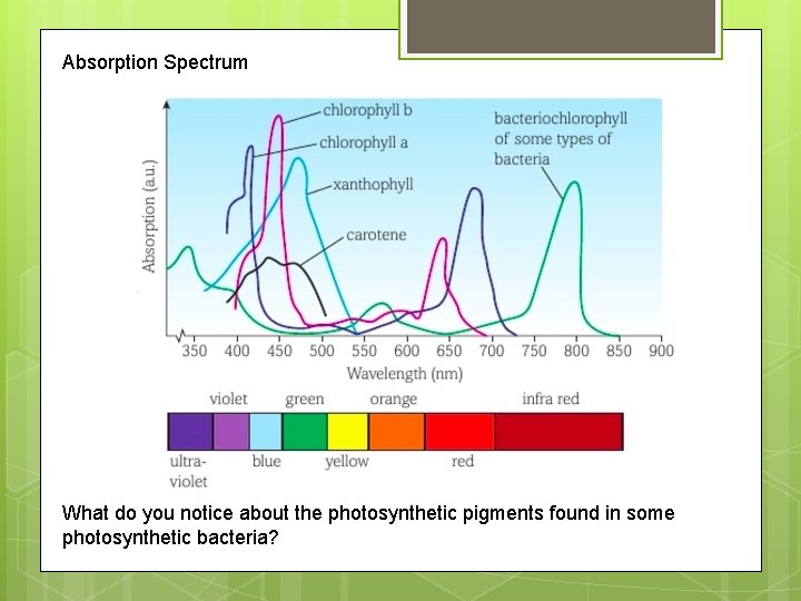 Absorption Spectrum What do you notice about the photosynthetic pigments found in some photosynthetic