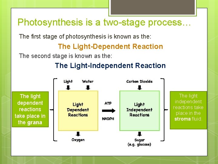 Photosynthesis is a two-stage process… The first stage of photosynthesis is known as the: