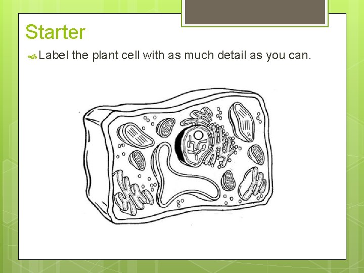 Starter Label the plant cell with as much detail as you can. 