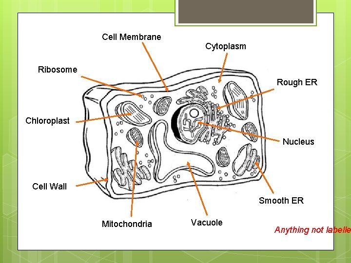 Cell Membrane Cytoplasm Ribosome Rough ER Chloroplast Nucleus Cell Wall Smooth ER Mitochondria Vacuole