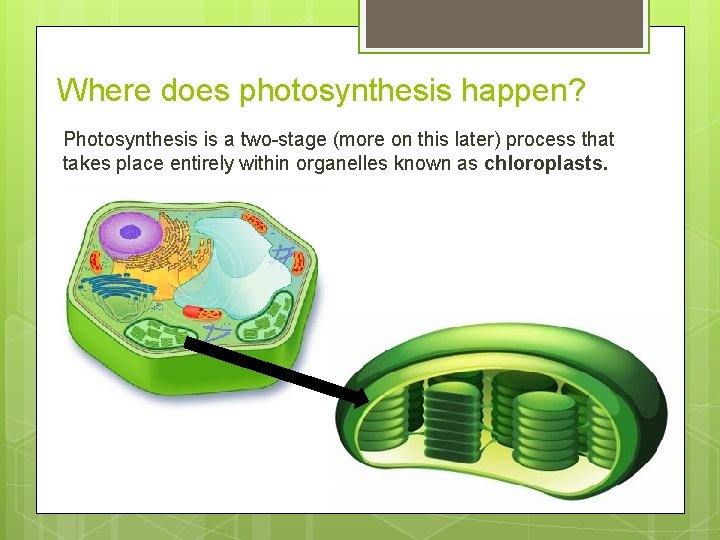 Where does photosynthesis happen? Photosynthesis is a two-stage (more on this later) process that