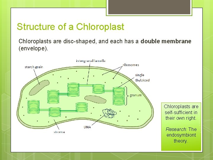 Structure of a Chloroplasts are disc-shaped, and each has a double membrane (envelope). Chloroplasts