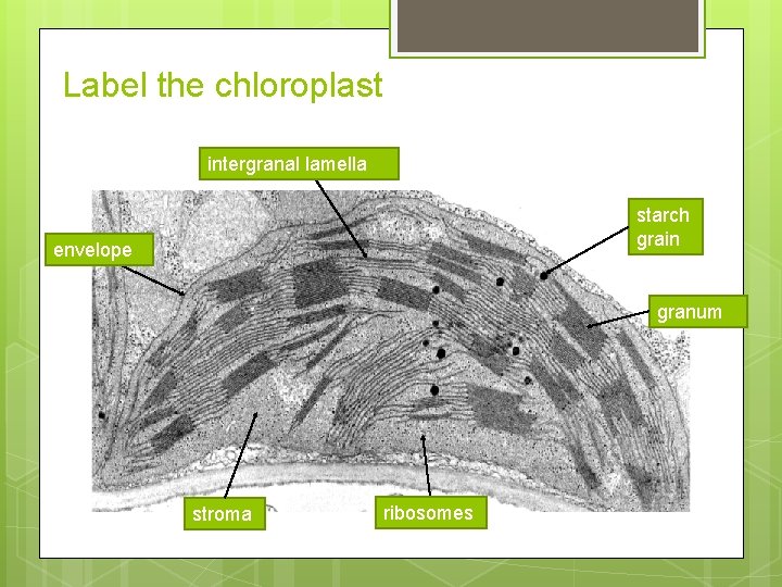 Label the chloroplast intergranal lamella starch grain envelope granum stroma ribosomes 