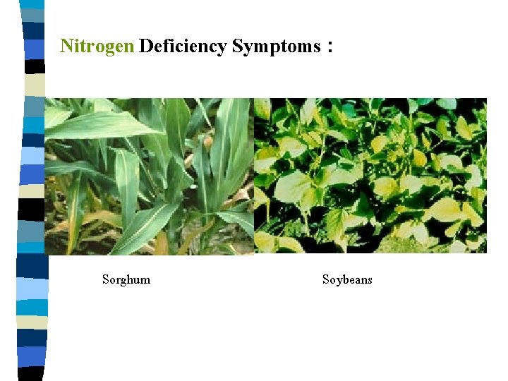 Nitrogen Deficiency Symptoms : Sorghum Soybeans 