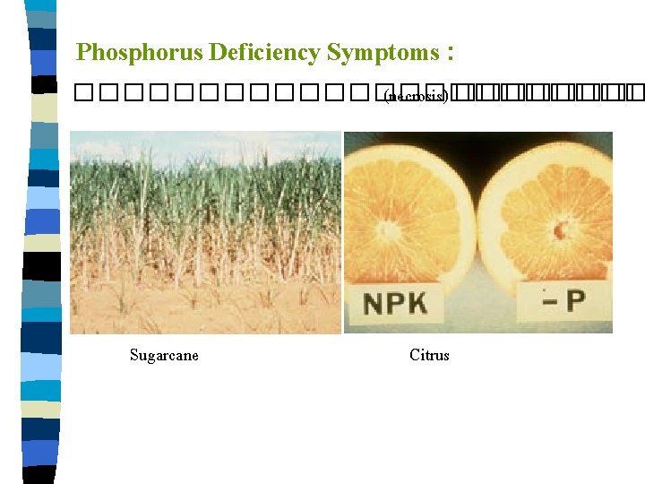 Phosphorus Deficiency Symptoms : ������������ (necrosis) ���� Sugarcane Citrus 