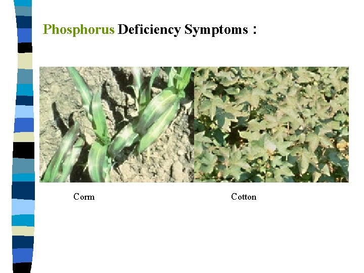 Phosphorus Deficiency Symptoms : Corm Cotton 
