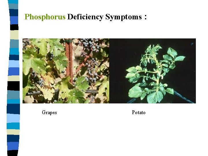 Phosphorus Deficiency Symptoms : Grapes Potato 