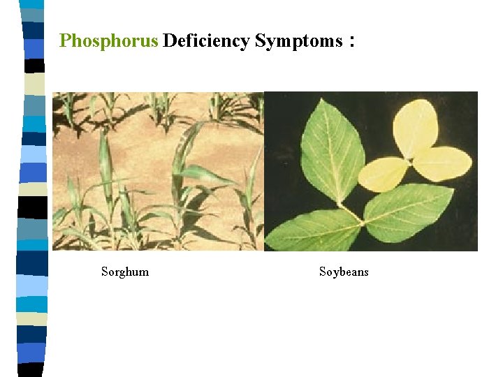 Phosphorus Deficiency Symptoms : Sorghum Soybeans 