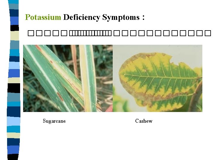 Potassium Deficiency Symptoms : �������������� Sugarcane Cashew 