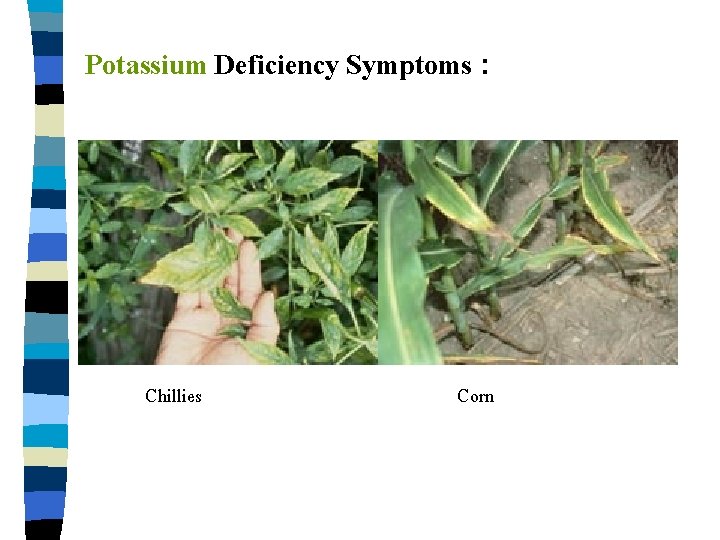 Potassium Deficiency Symptoms : Chillies Corn 