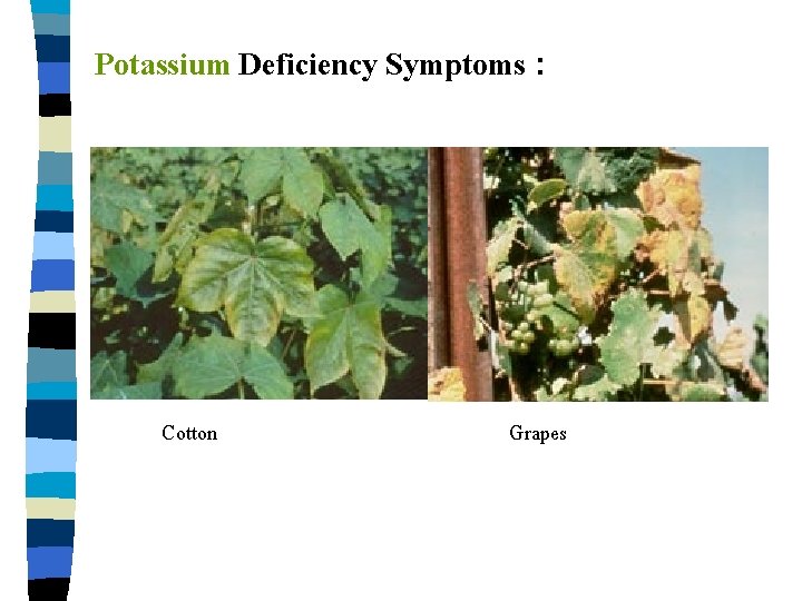Potassium Deficiency Symptoms : Cotton Grapes 