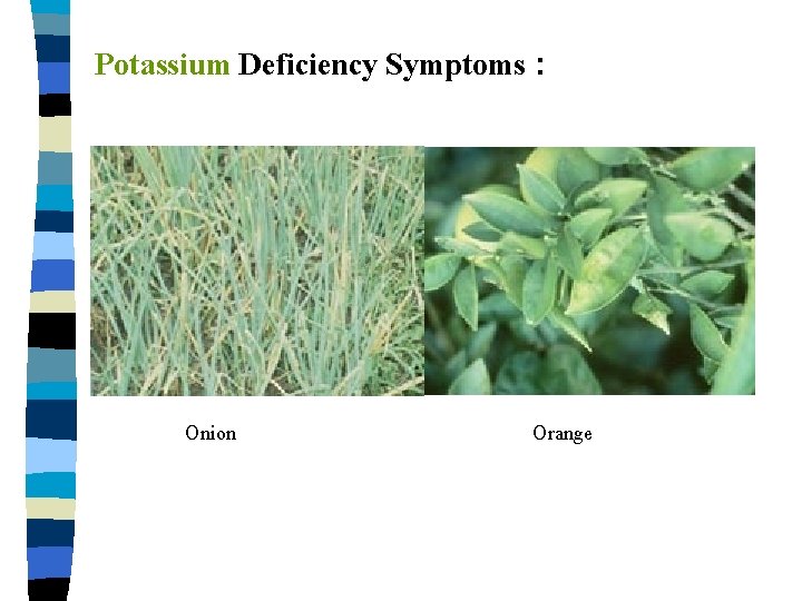 Potassium Deficiency Symptoms : Onion Orange 