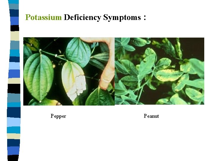 Potassium Deficiency Symptoms : Pepper Peanut 