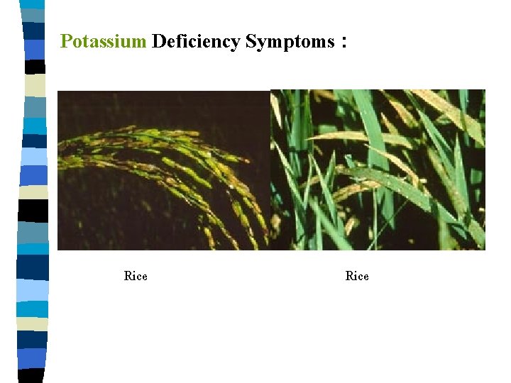 Potassium Deficiency Symptoms : Rice 