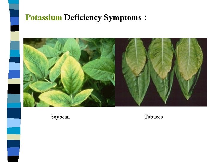Potassium Deficiency Symptoms : Soybean Tobacco 