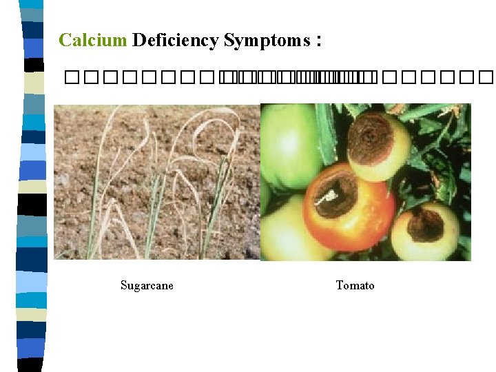 Calcium Deficiency Symptoms : ����������� Sugarcane Tomato 