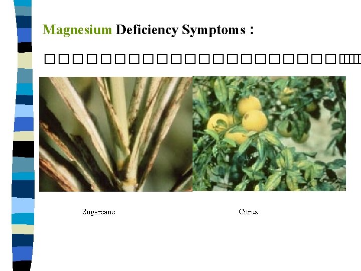 Magnesium Deficiency Symptoms : ������������ �� Sugarcane Citrus 