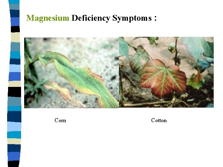 Magnesium Deficiency Symptoms : Corn Cotton 