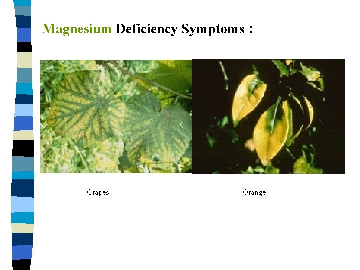 Magnesium Deficiency Symptoms : Grapes Orange 
