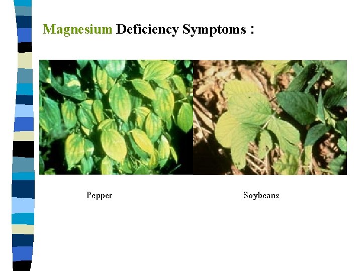 Magnesium Deficiency Symptoms : Pepper Soybeans 