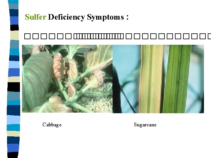Sulfer Deficiency Symptoms : ����������������� Cabbage Sugarcane 