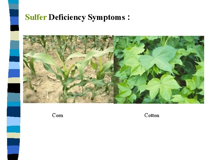 Sulfer Deficiency Symptoms : Corn Cotton 