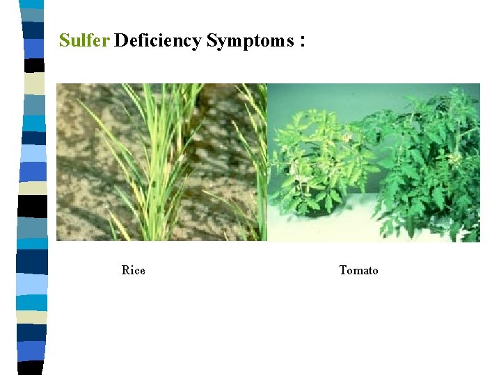Sulfer Deficiency Symptoms : Rice Tomato 