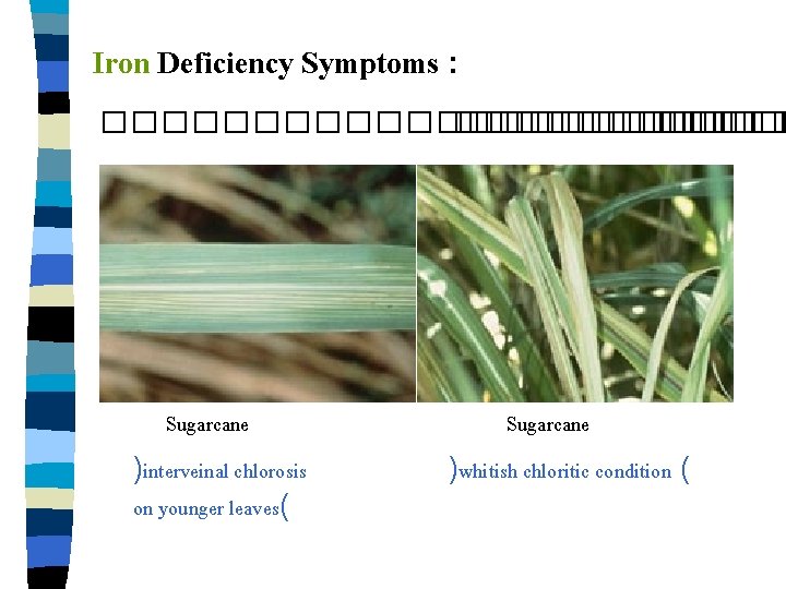 Iron Deficiency Symptoms : ����������� ����� Sugarcane )interveinal chlorosis on younger leaves( Sugarcane )whitish