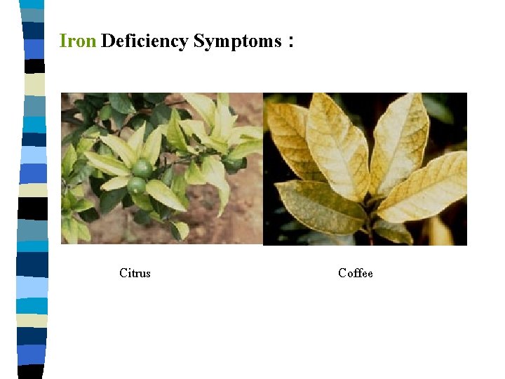 Iron Deficiency Symptoms : Citrus Coffee 