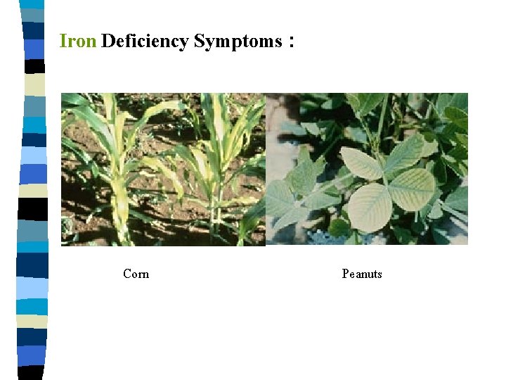 Iron Deficiency Symptoms : Corn Peanuts 