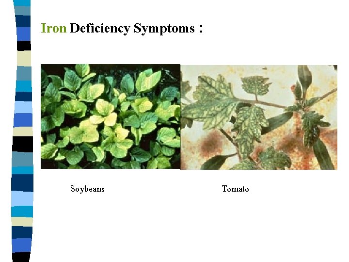 Iron Deficiency Symptoms : Soybeans Tomato 