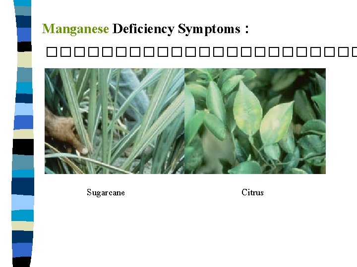 Manganese Deficiency Symptoms : ������������ Sugarcane Citrus 