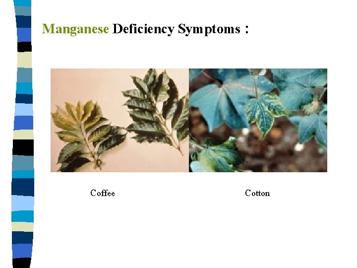 Manganese Deficiency Symptoms : Coffee Cotton 