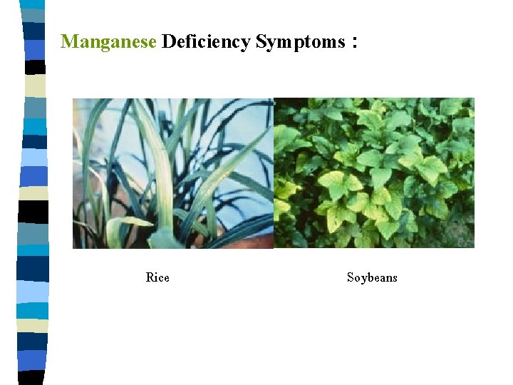 Manganese Deficiency Symptoms : Rice Soybeans 