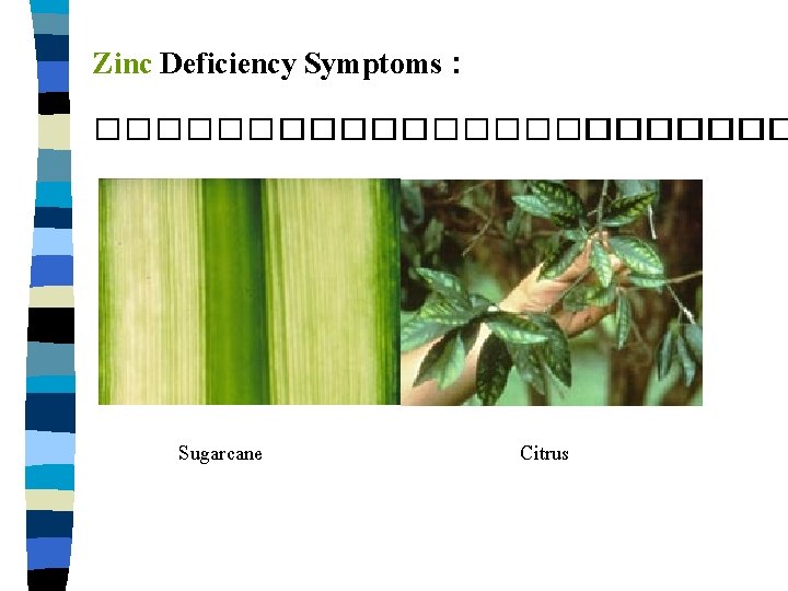 Zinc Deficiency Symptoms : ����������������� Sugarcane Citrus 