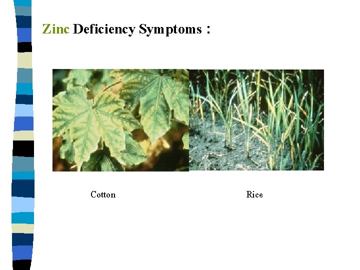 Zinc Deficiency Symptoms : Cotton Rice 