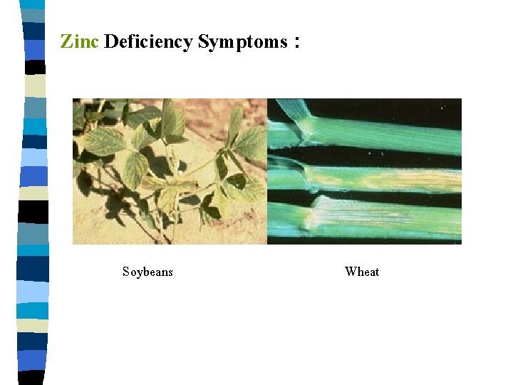 Zinc Deficiency Symptoms : Soybeans Wheat 