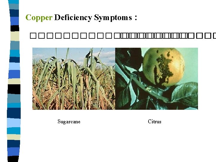 Copper Deficiency Symptoms : ���������� ���� Sugarcane Citrus 