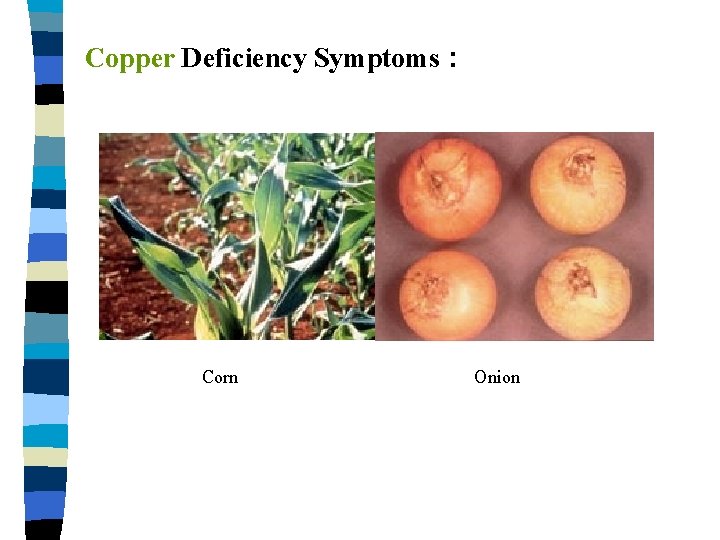 Copper Deficiency Symptoms : Corn Onion 