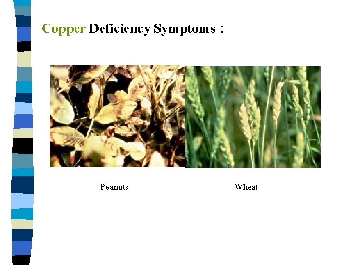 Copper Deficiency Symptoms : Peanuts Wheat 