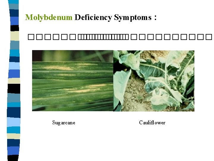Molybdenum Deficiency Symptoms : ����������������� Sugarcane Cauliflower 
