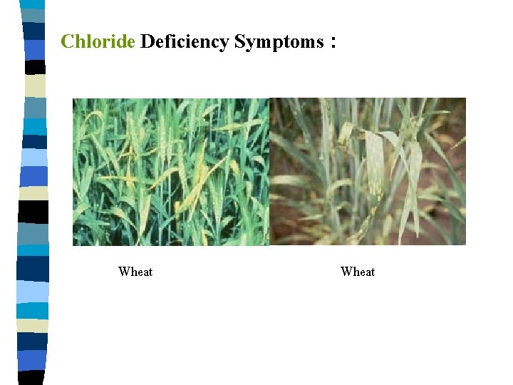 Chloride Deficiency Symptoms : Wheat 