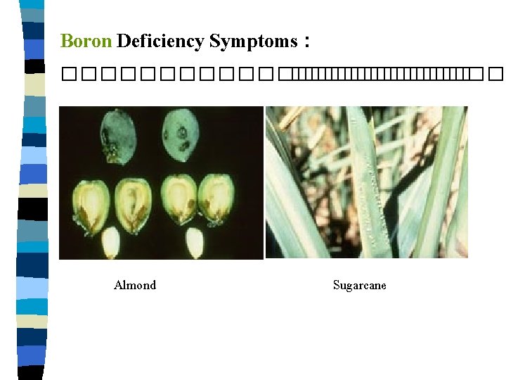 Boron Deficiency Symptoms : ����������� Almond Sugarcane 