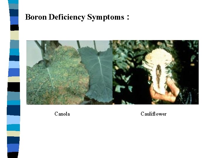 Boron Deficiency Symptoms : Canola Cauliflower 