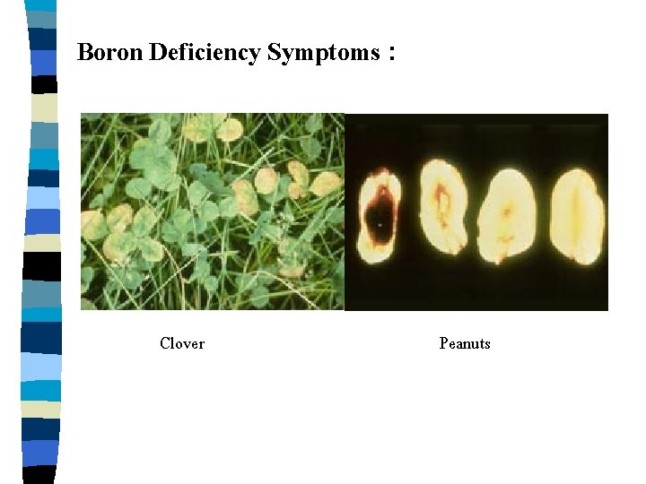 Boron Deficiency Symptoms : Clover Peanuts 